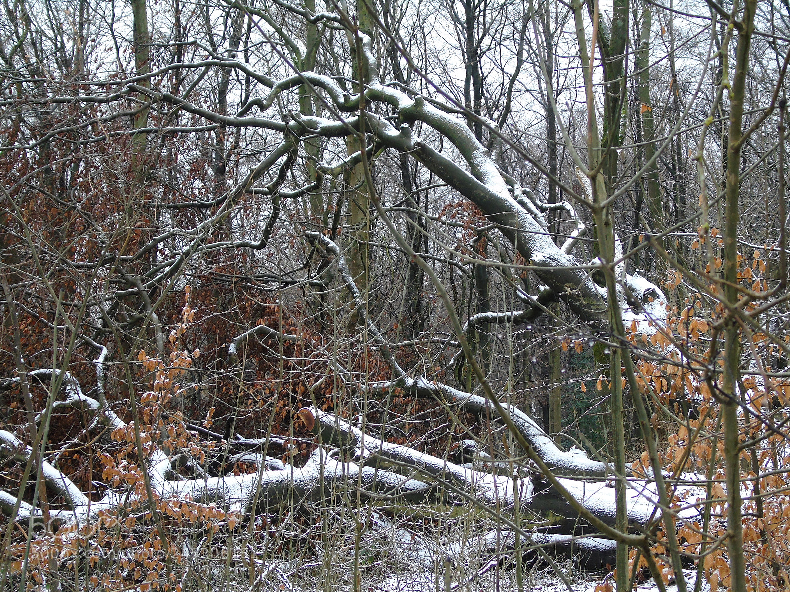 Sony Cyber-shot DSC-H400 sample photo. Snow on a fallen photography