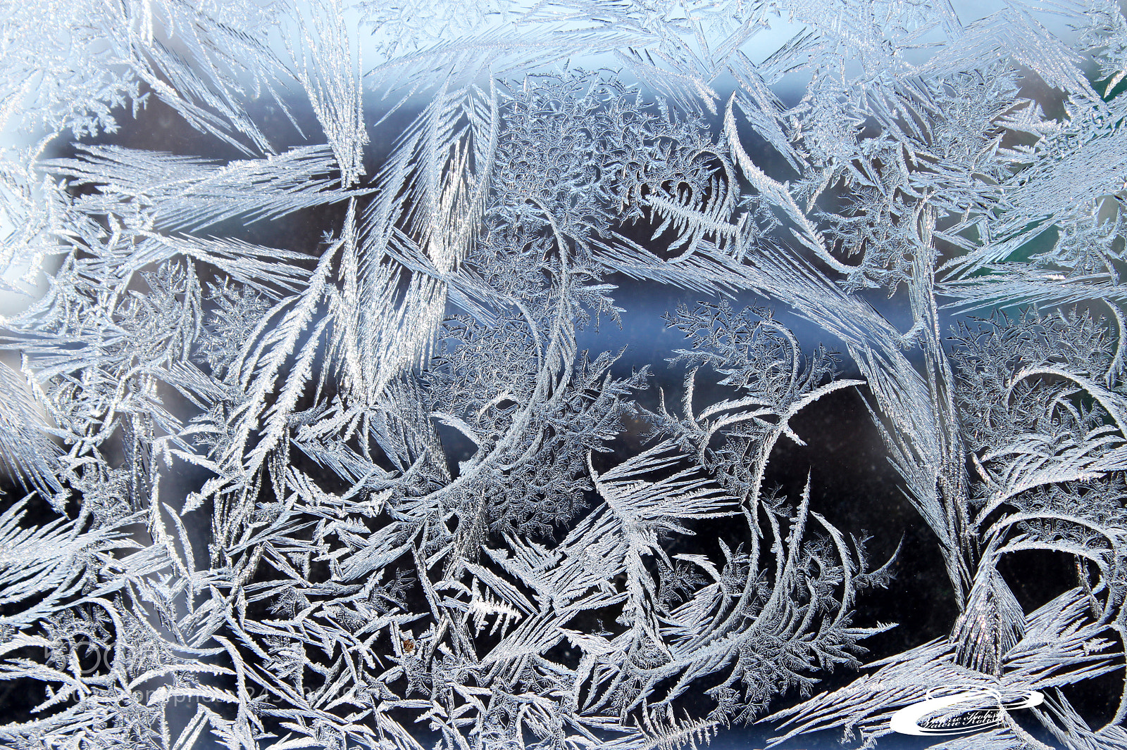 Canon EOS 500D (EOS Rebel T1i / EOS Kiss X3) sample photo. Feathered frost photography
