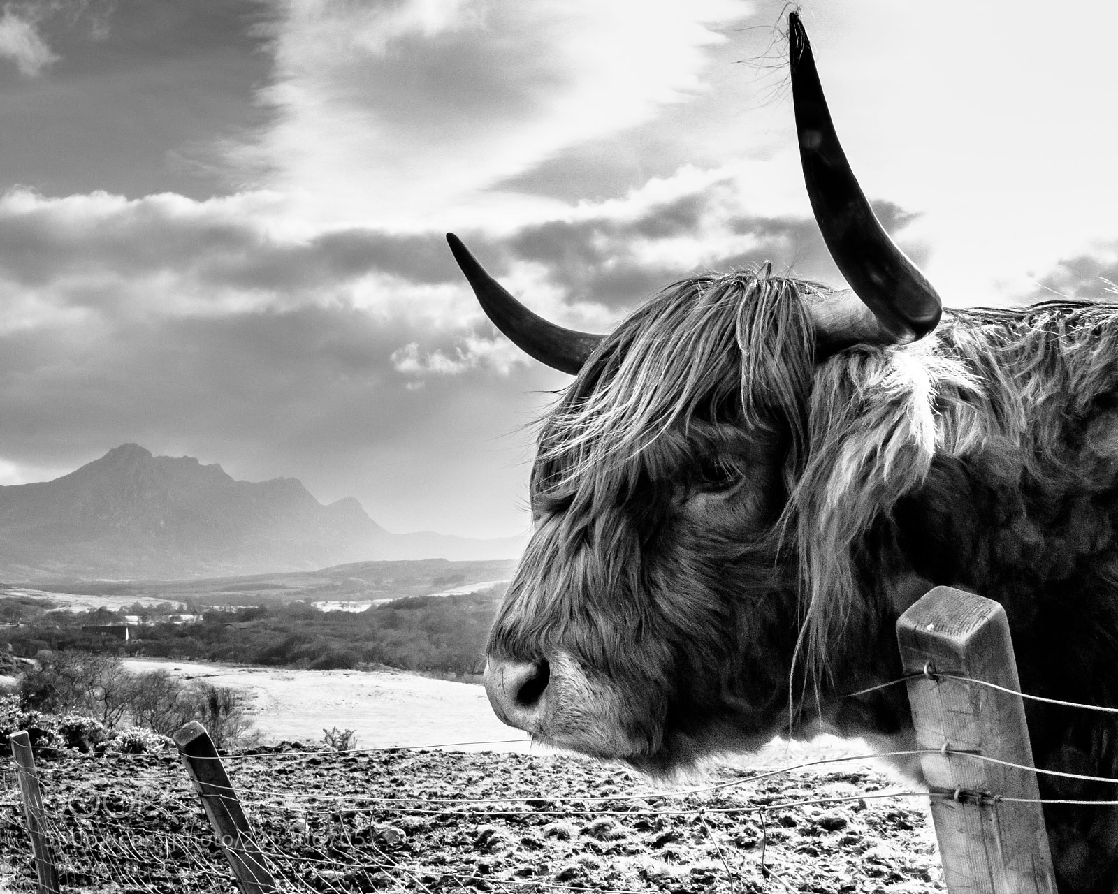 Canon EOS 60D sample photo. Highland cow photography