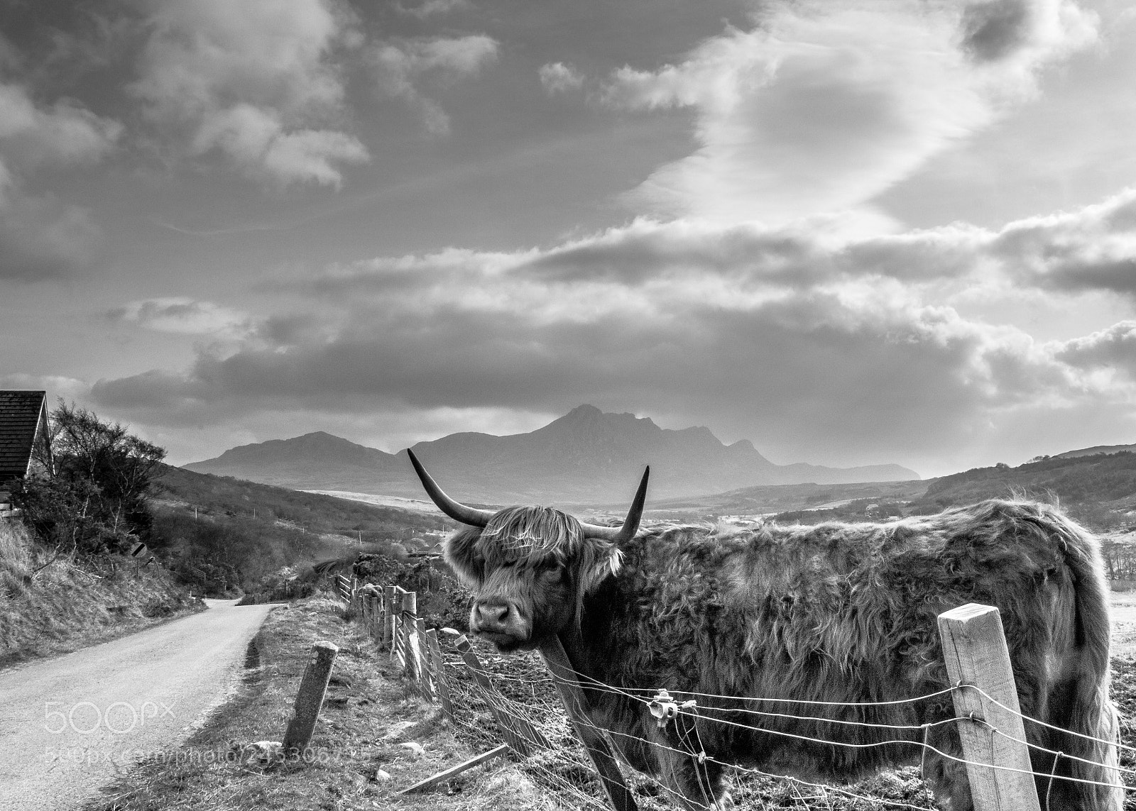 Canon EOS 60D sample photo. Highland cow photography