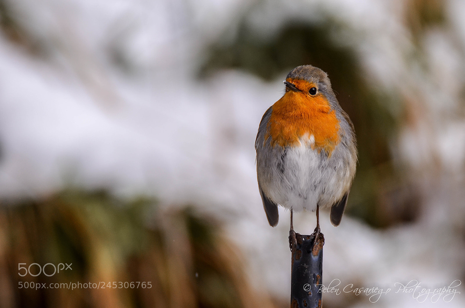 Nikon D5100 sample photo. Erithacus rubecula / petirrojo photography