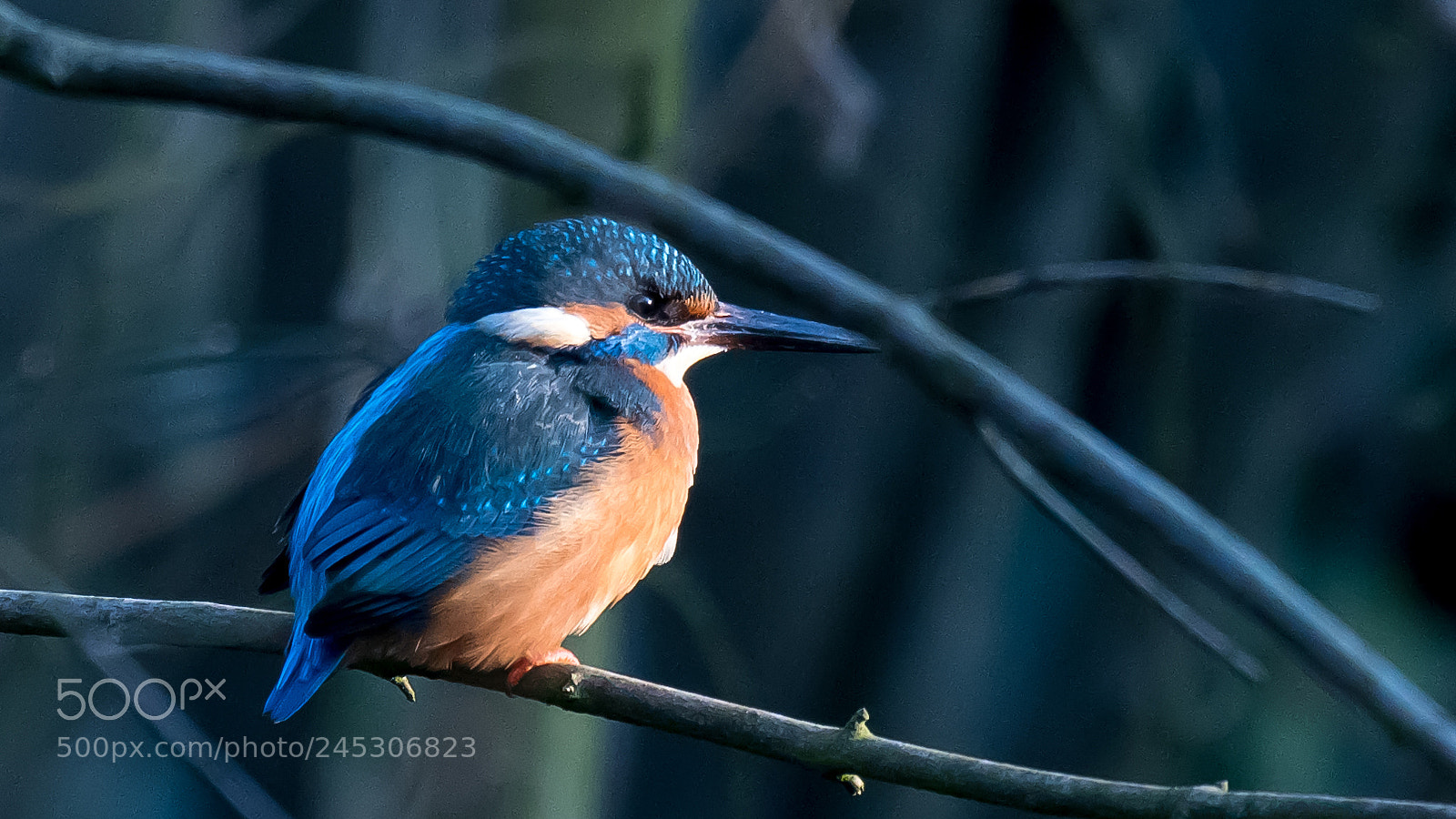 Nikon D500 sample photo. Ijsvogel 2 photography