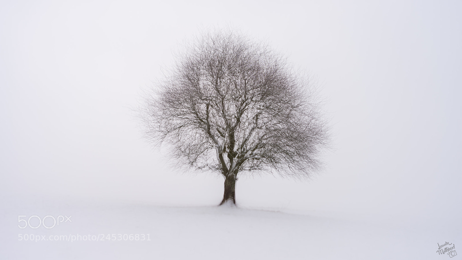 Nikon D610 sample photo. Arbre en surimpression photography