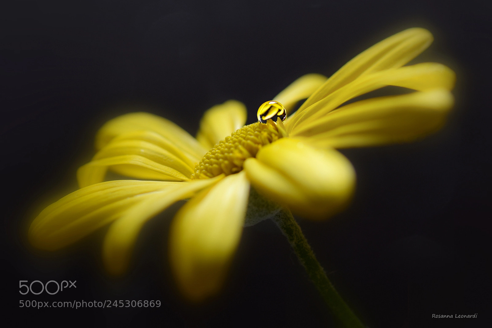 Nikon D7200 sample photo. Yellow daisy photography