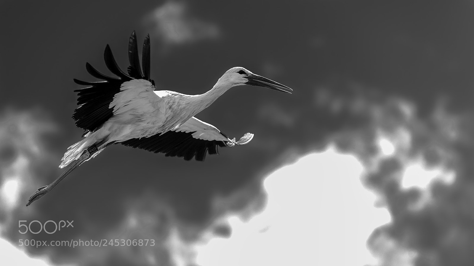 Nikon D700 sample photo. Flying stork photography
