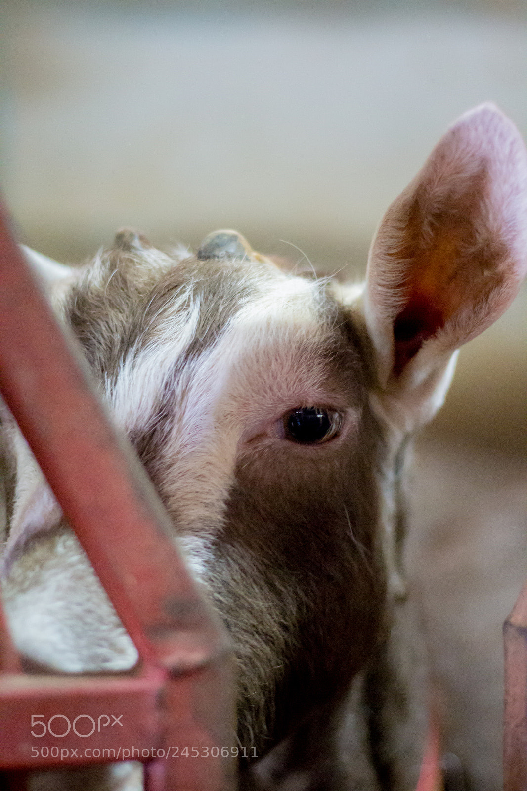 Canon EOS 100D (EOS Rebel SL1 / EOS Kiss X7) sample photo. Cabras - goats photography