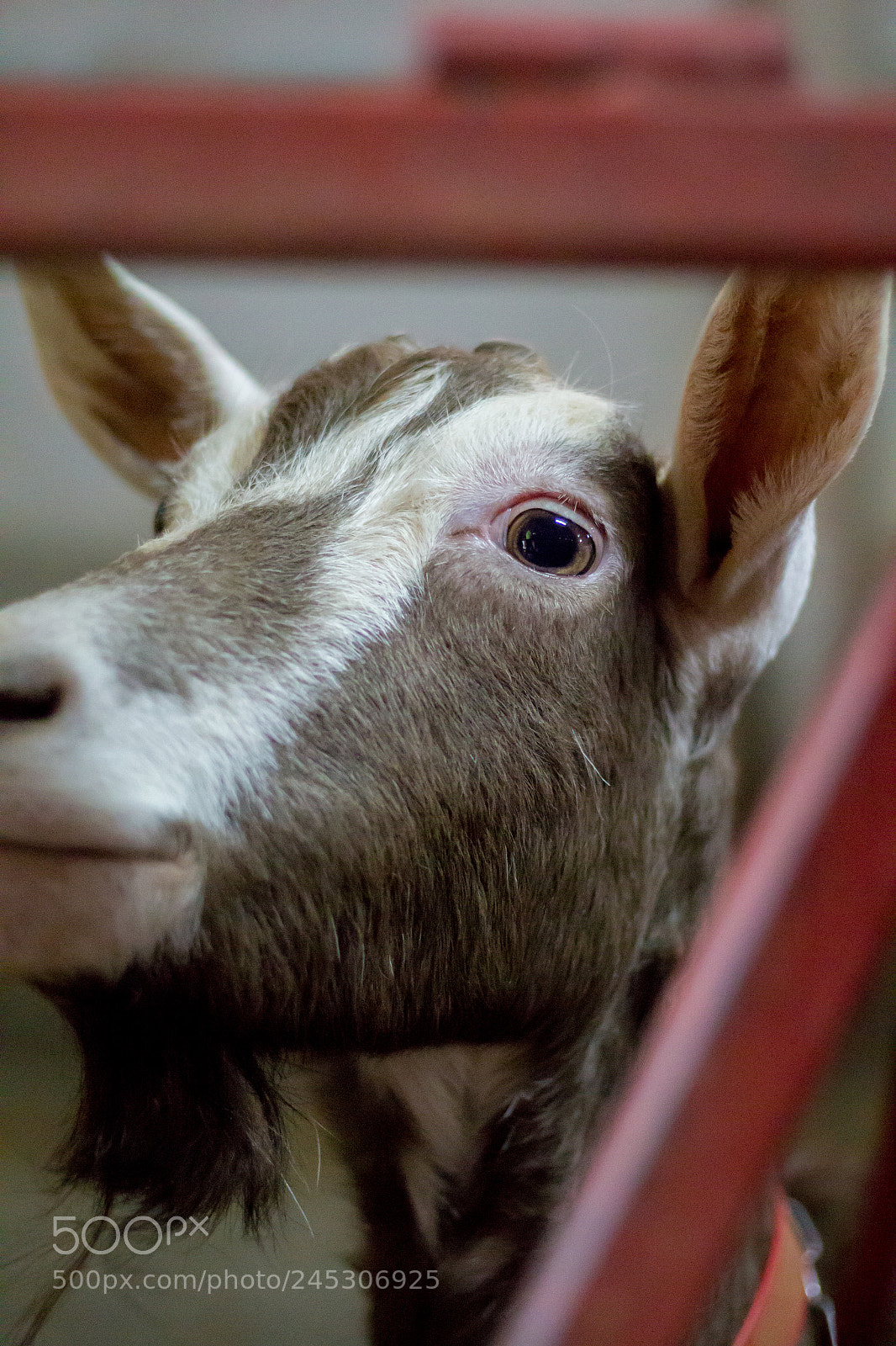 Canon EOS 100D (EOS Rebel SL1 / EOS Kiss X7) sample photo. Cabras - goats photography