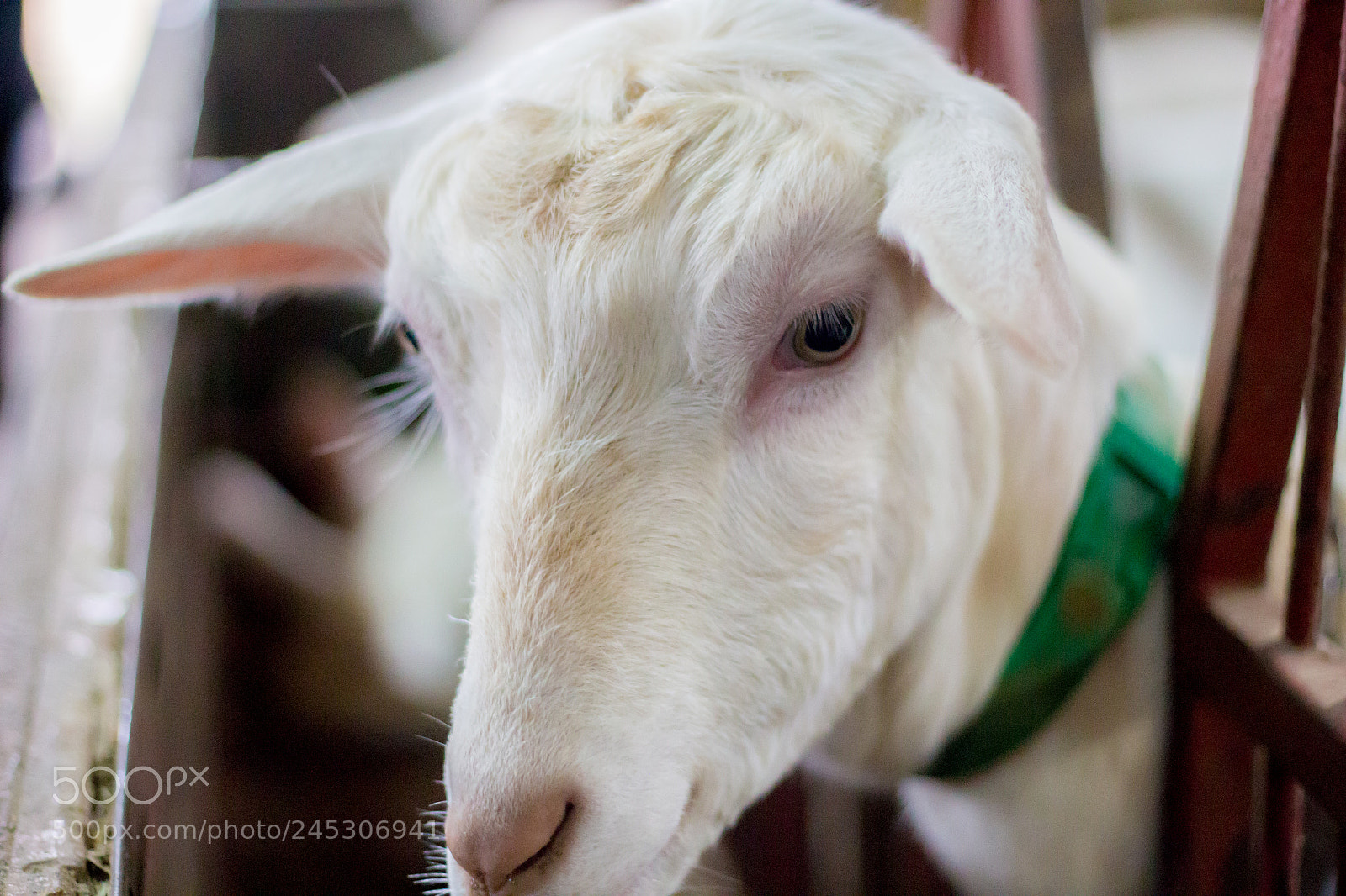 Canon EOS 100D (EOS Rebel SL1 / EOS Kiss X7) sample photo. Cabras - goats photography