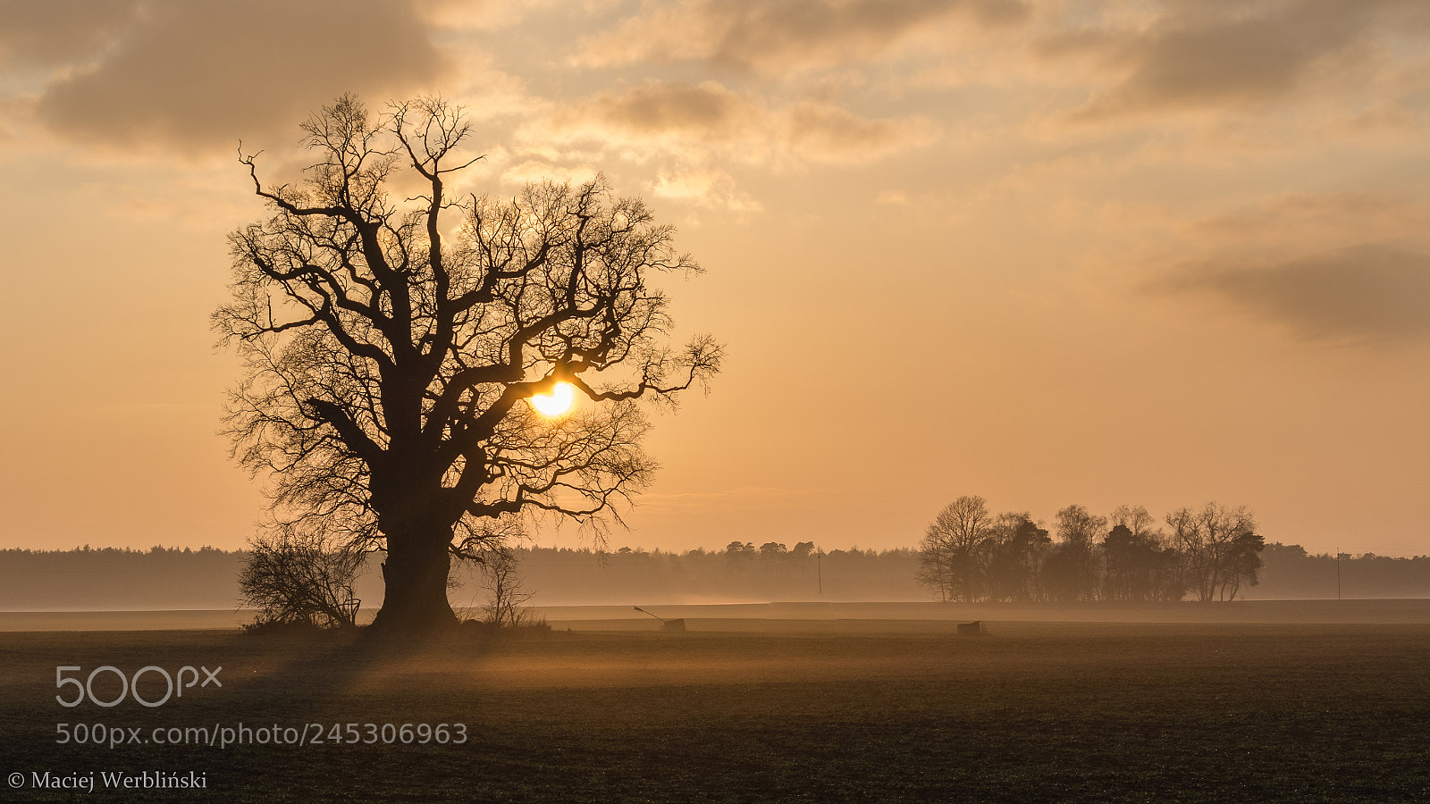 Pentax K-50 sample photo. Old oak and sun photography