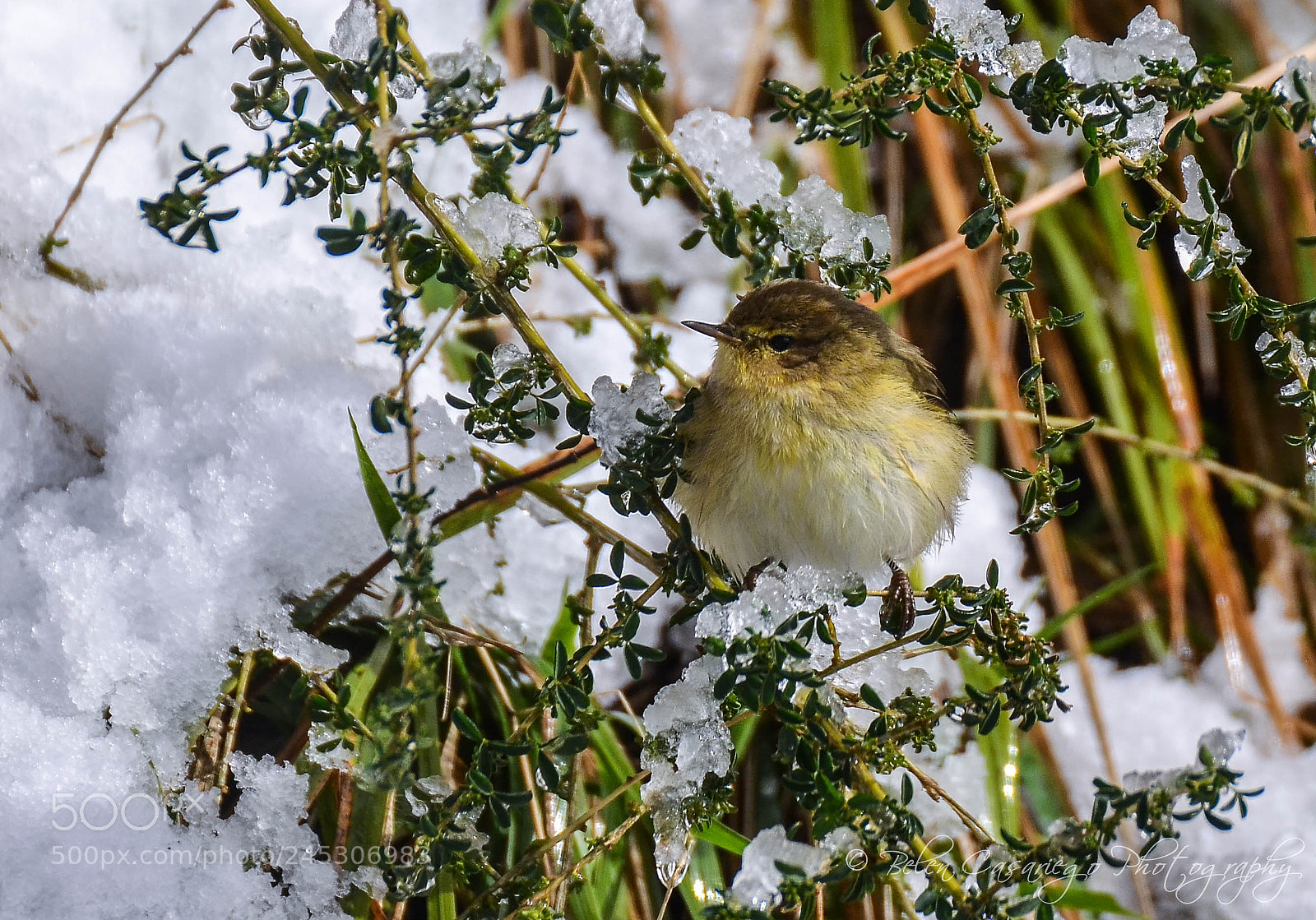 Nikon D5100 sample photo. Phylloscopus collybita mosquitero com photography