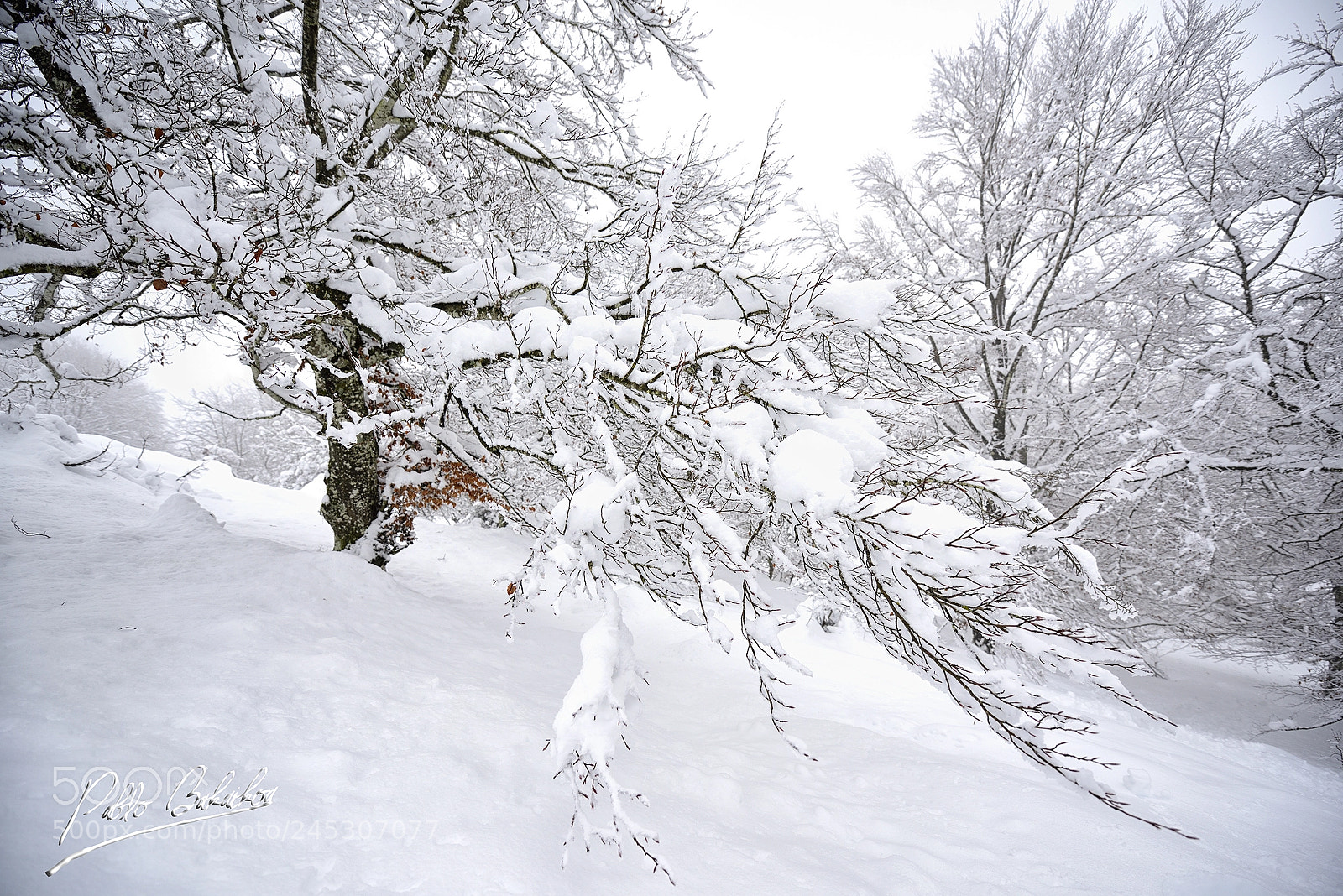 Nikon D810 sample photo. Snow winter photography