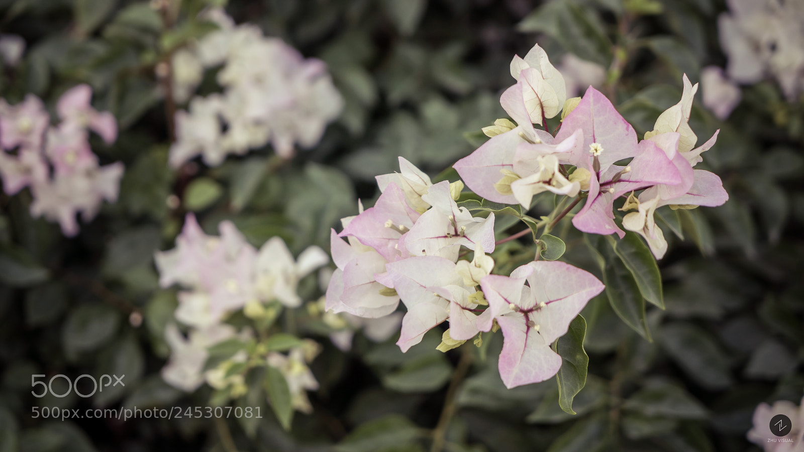 Sony a7S II sample photo. Dsc photography