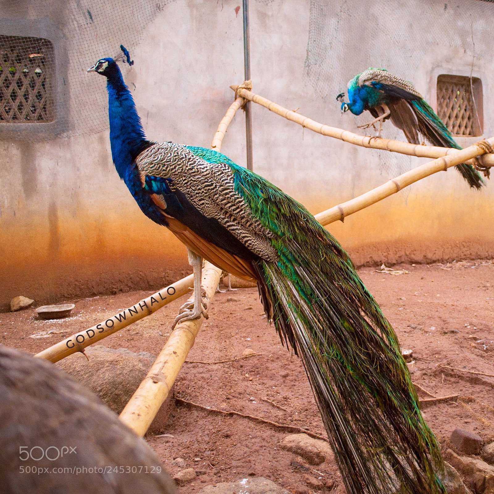 Nikon D90 sample photo. Poll dancing peacocks! photography