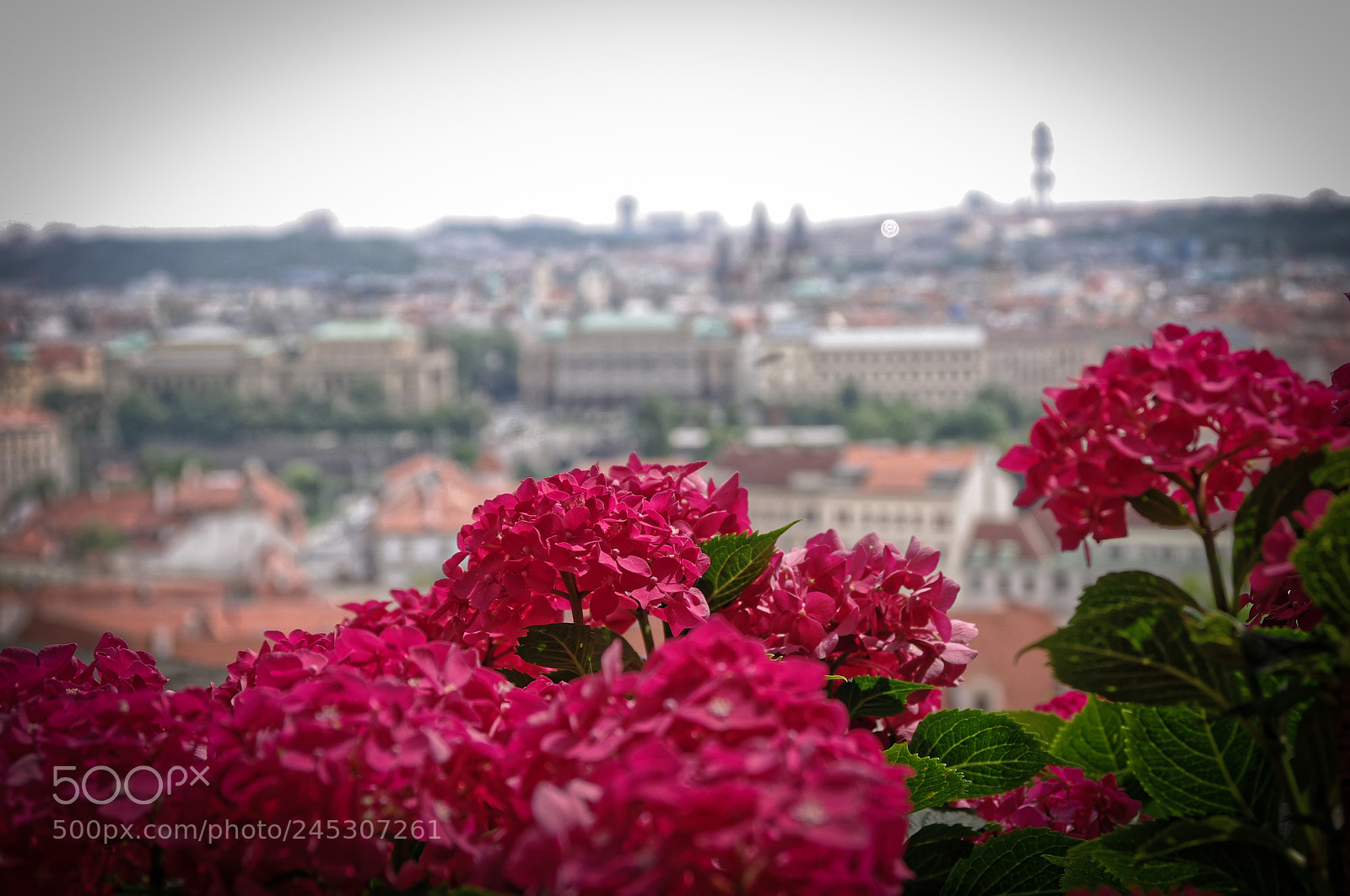Pentax K-x sample photo. Flowers in praha. photography