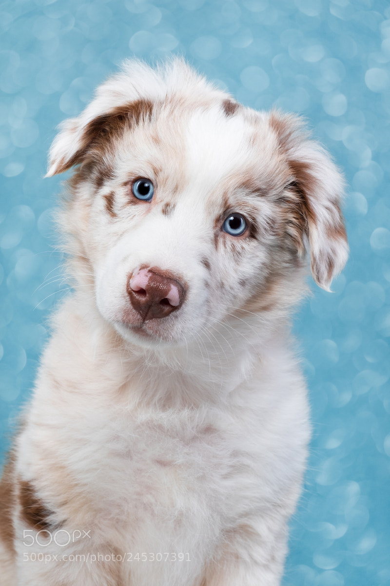Fujifilm X-T2 sample photo. Blue-eyed lex photography