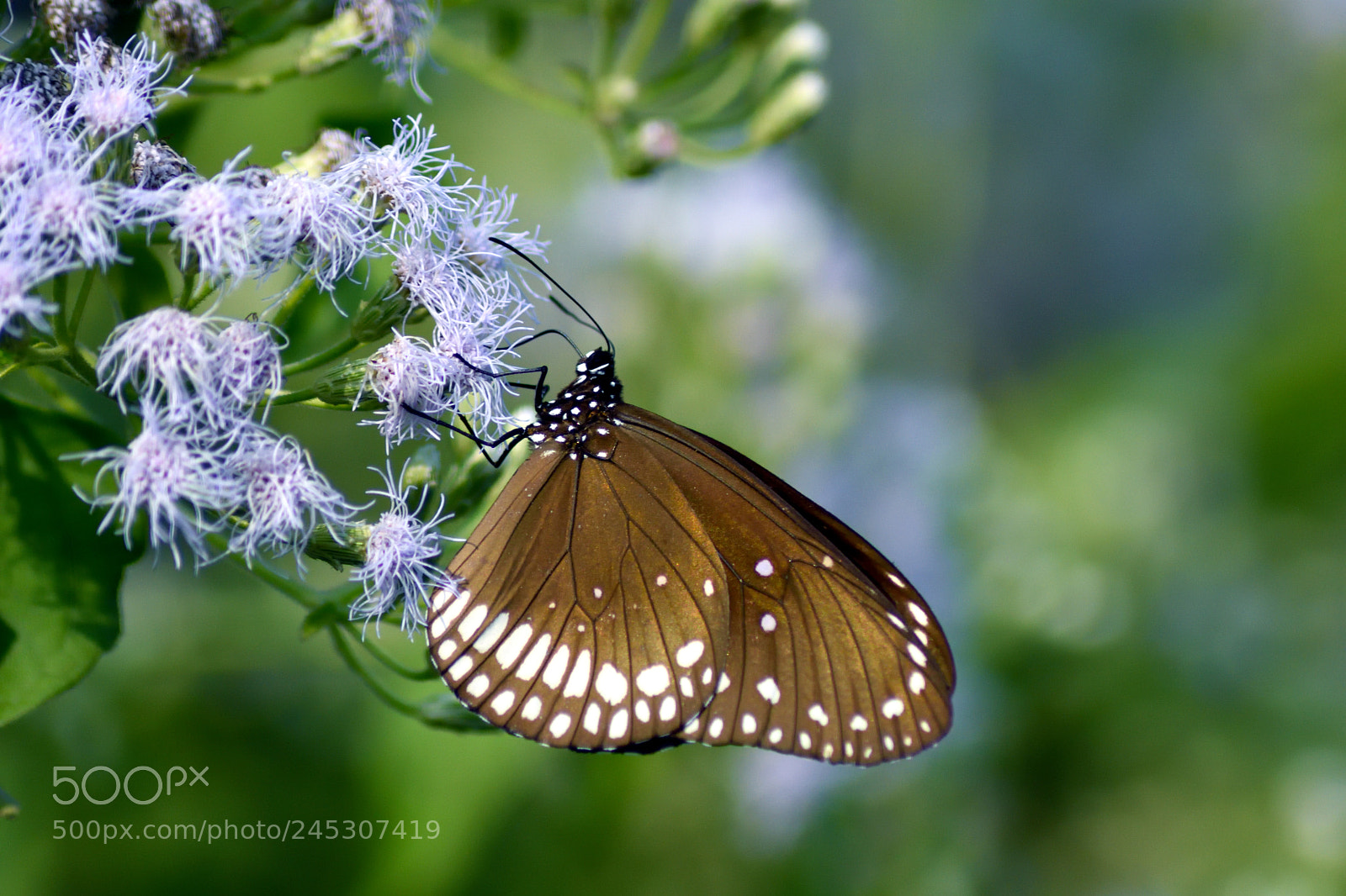 Nikon D7200 sample photo. Euploea core (male) photography