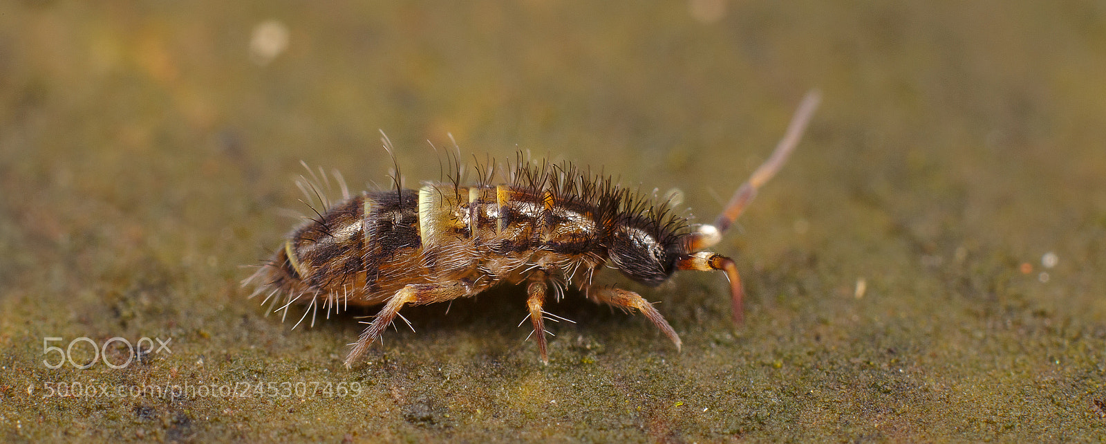 Canon EOS 6D sample photo. Orchesella sp. photography