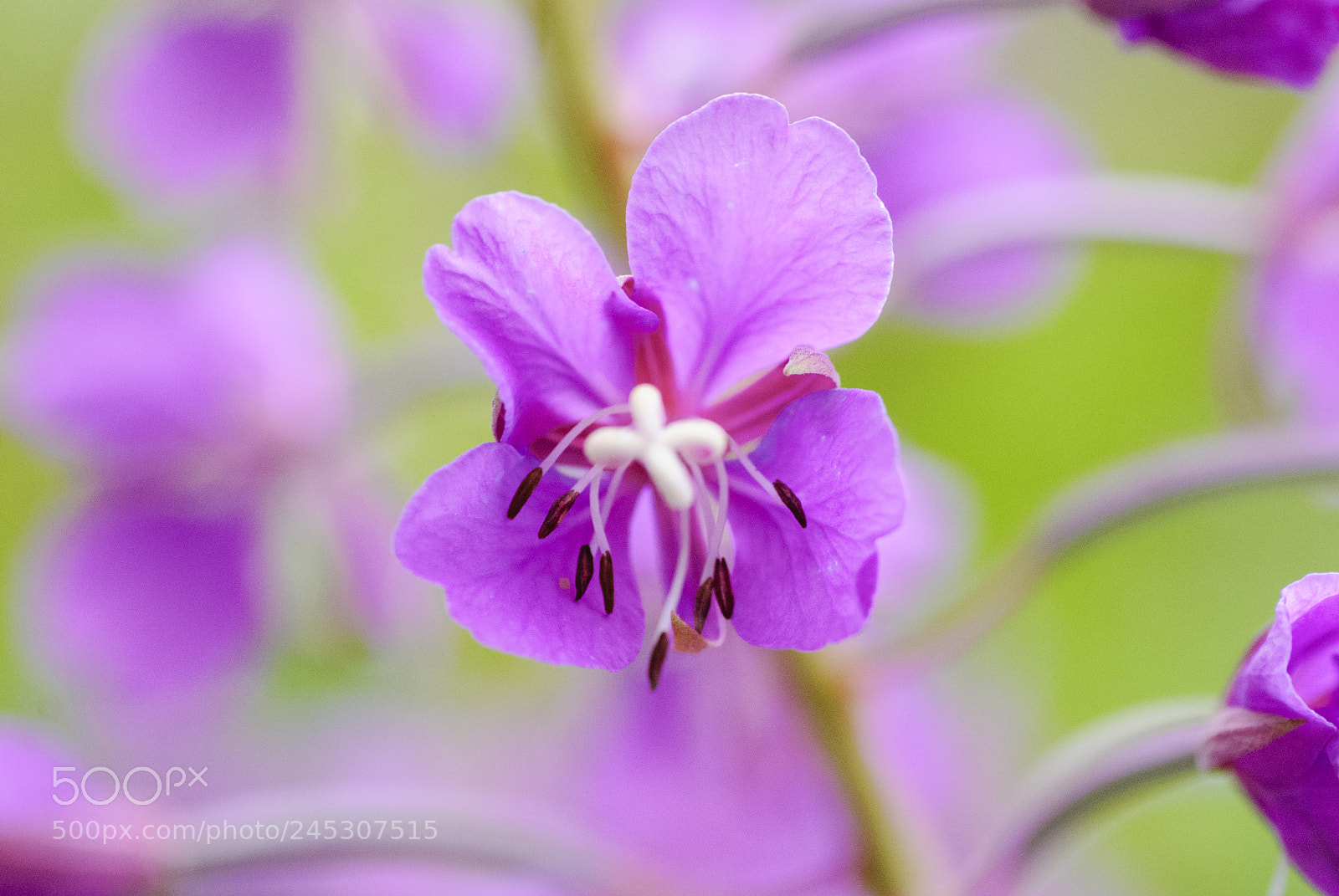 Nikon D80 sample photo. Flower #2 photography