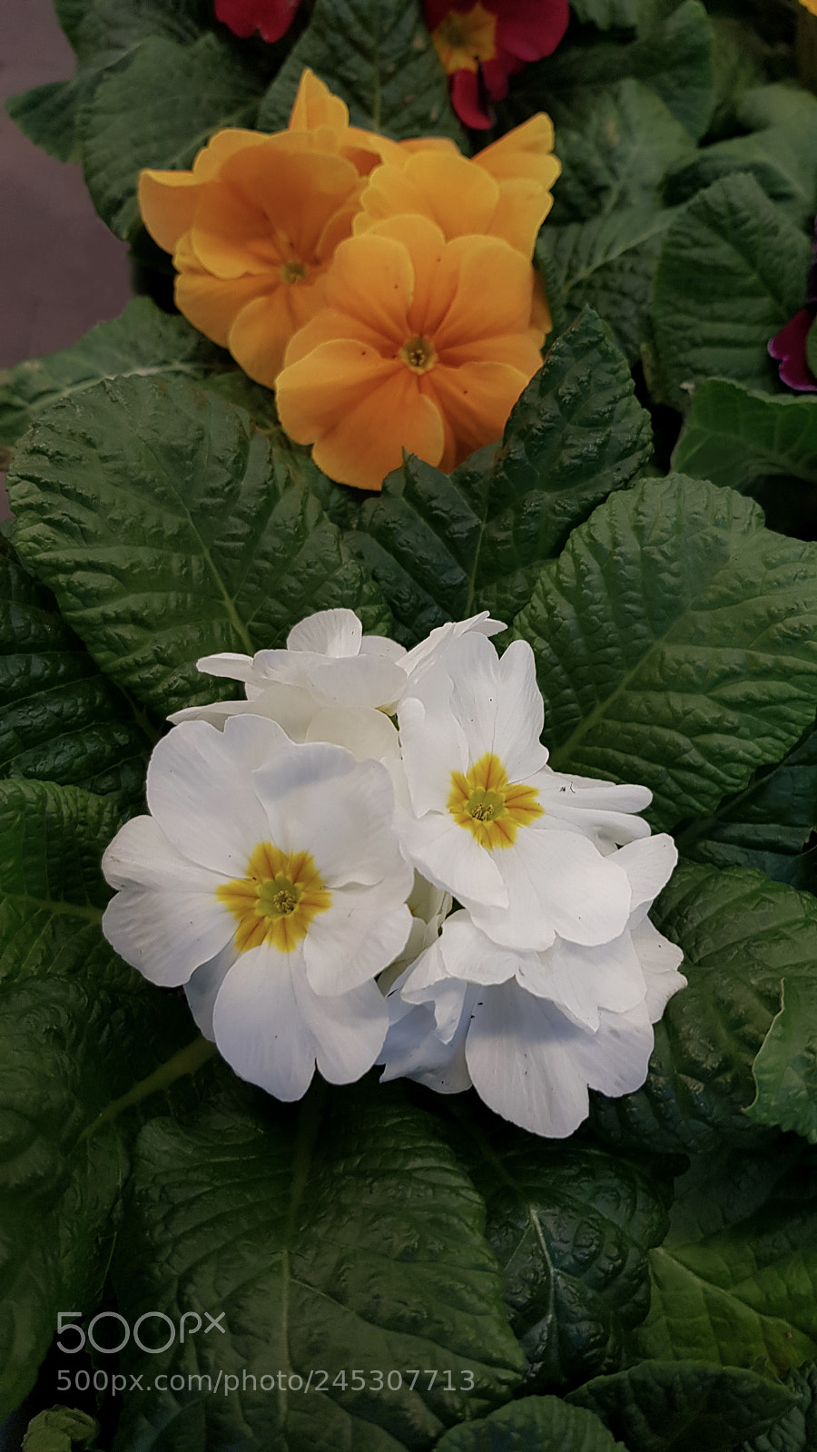 Samsung Galaxy S8 sample photo. White flowers and yellow photography