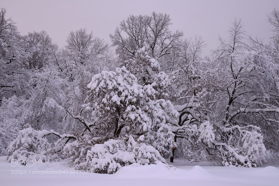 Nikon D610 sample photo. *** photography