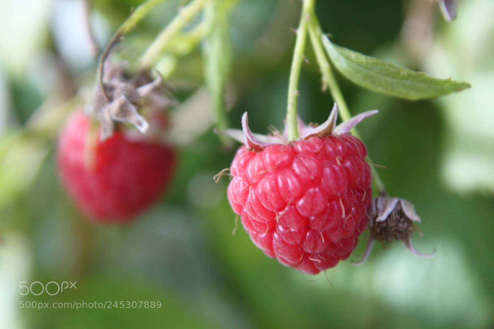 Canon EF-S 18-55mm F3.5-5.6 IS sample photo. And xxv photography