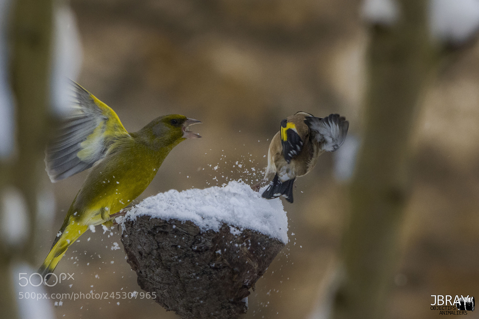 Nikon D7200 sample photo. Fight !! photography