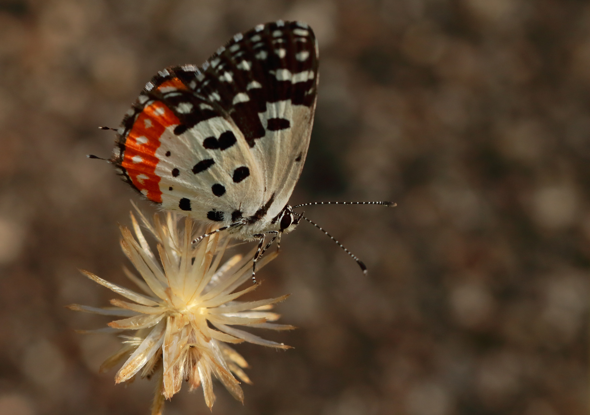 Canon EF 100mm F2.8L Macro IS USM sample photo. Spotted photography