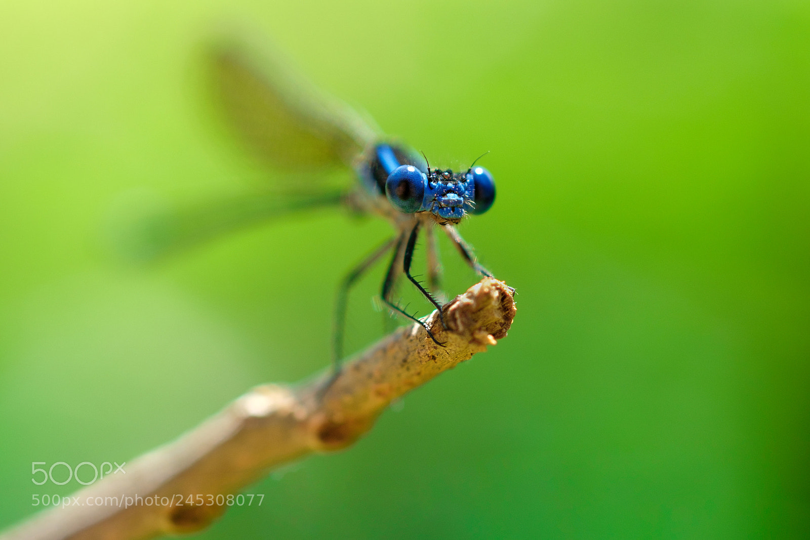 Fujifilm X-T2 sample photo. Blue damselfly up close photography