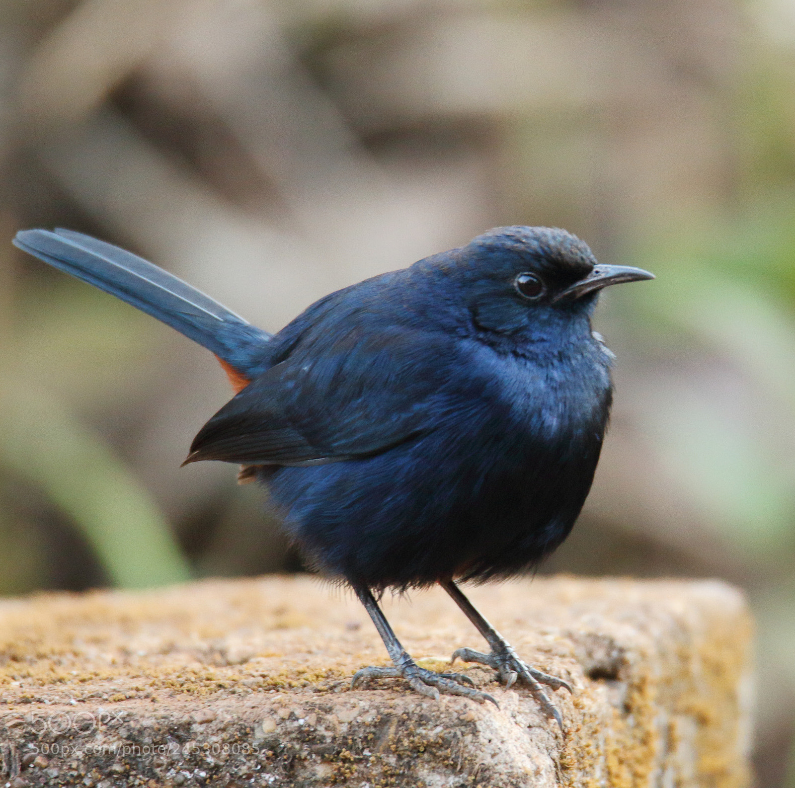 Canon EOS 1200D (EOS Rebel T5 / EOS Kiss X70 / EOS Hi) sample photo. Indian robin male photography