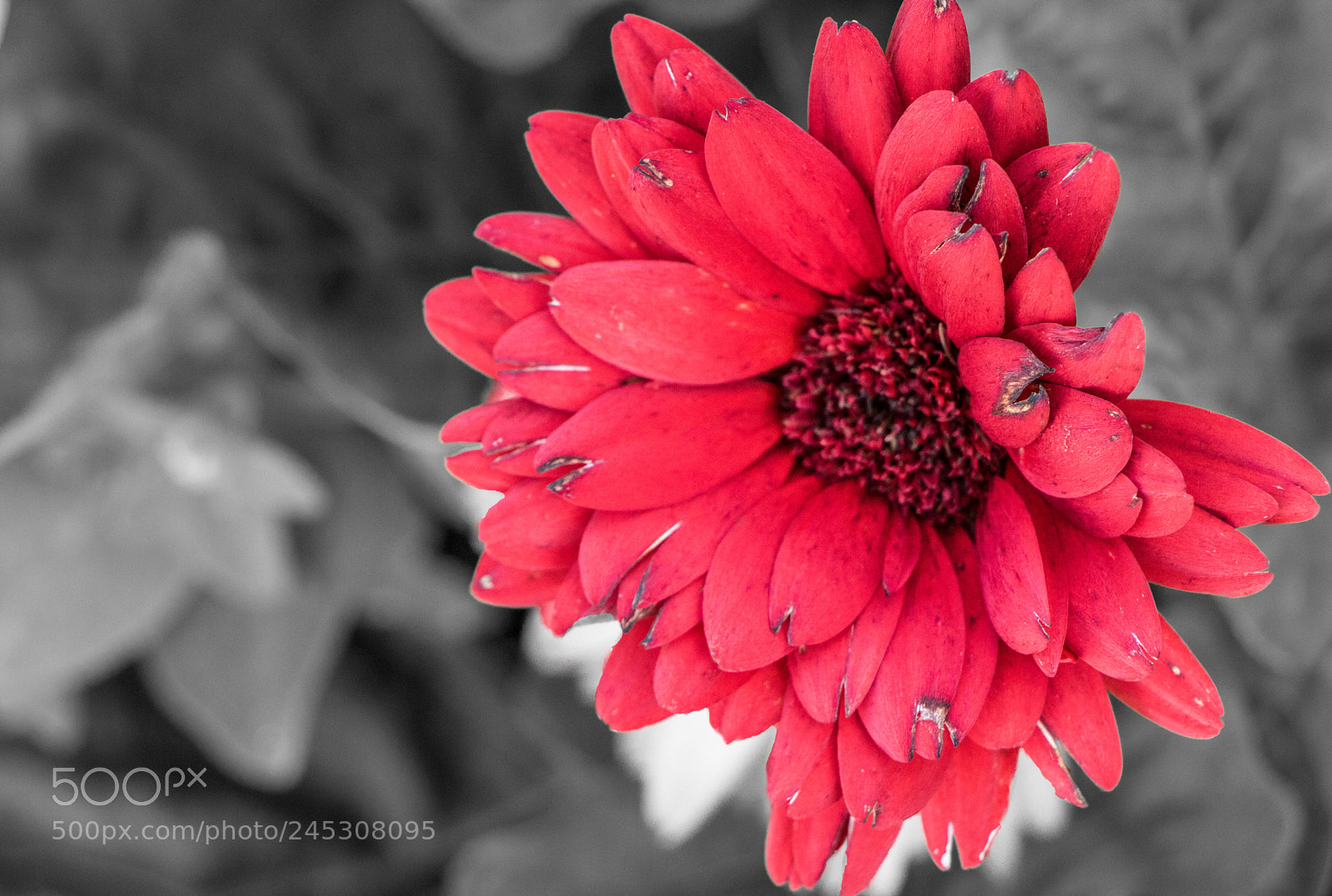 Canon EOS 750D (EOS Rebel T6i / EOS Kiss X8i) sample photo. Flower power photography