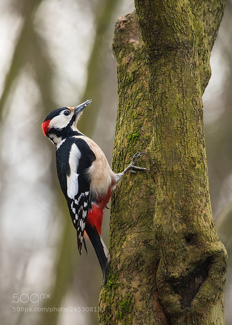 Canon EOS 7D Mark II sample photo. Woodpecker photography