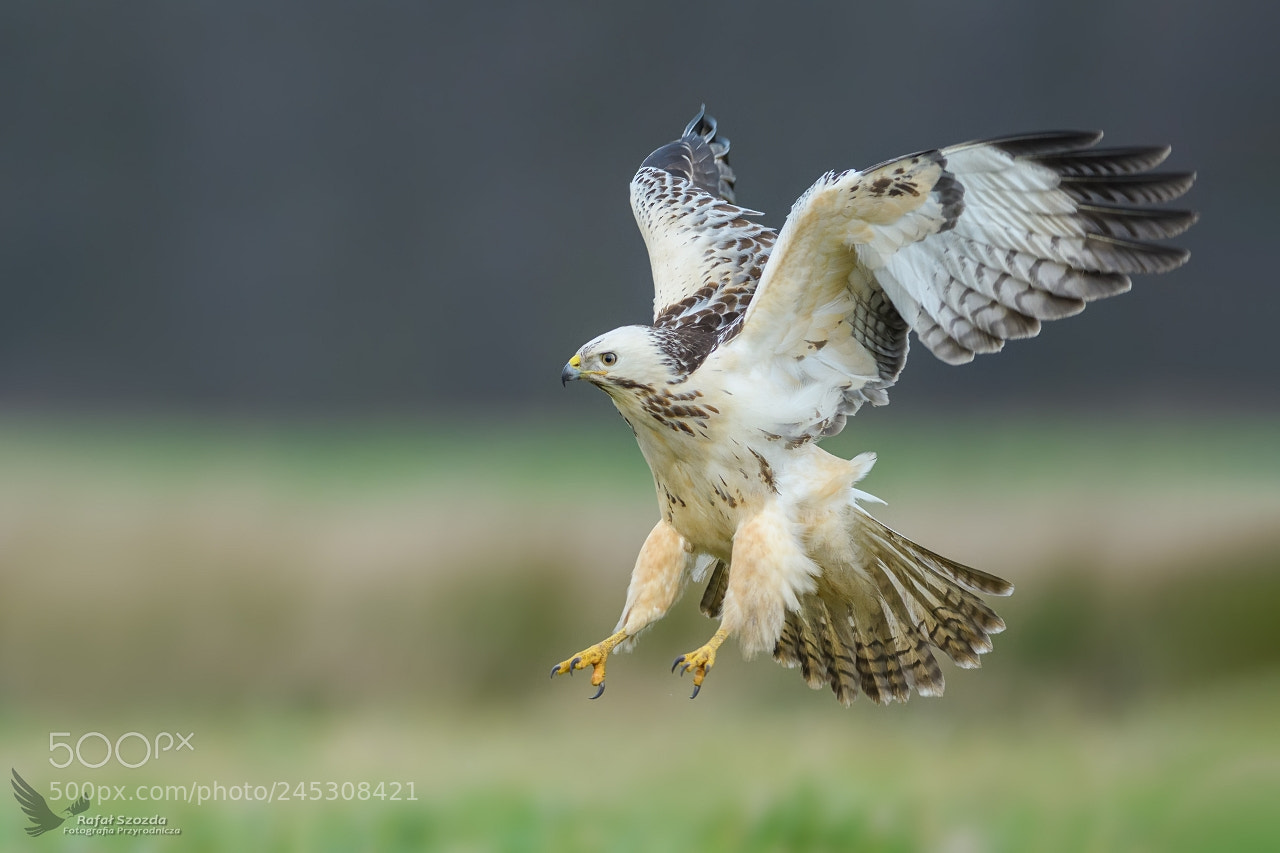 Nikon D500 sample photo. Myszo w, common buzzard photography