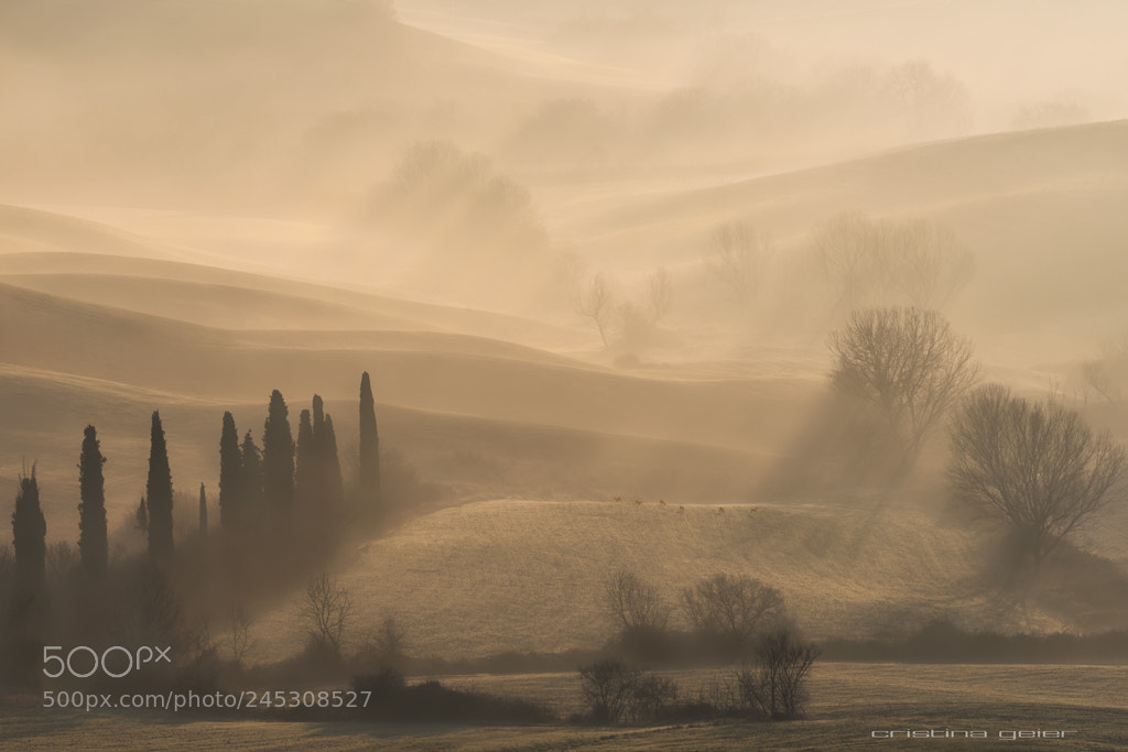 Sony a7 II sample photo. Morning mood photography