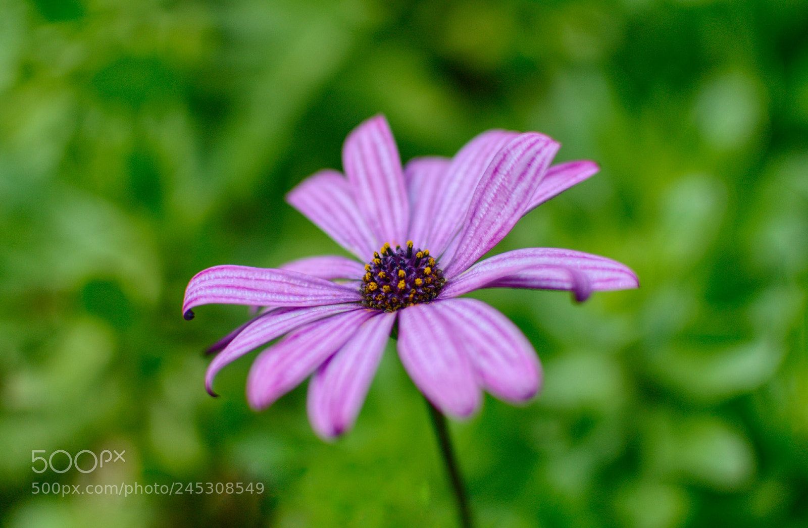 Nikon D3100 sample photo. Flower photography