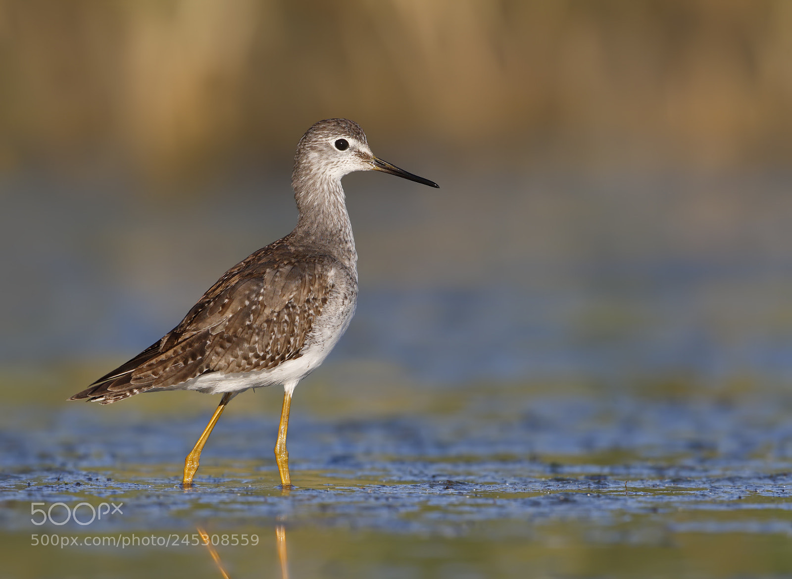 Canon EOS-1D X sample photo. Lesser yellowlegs photography