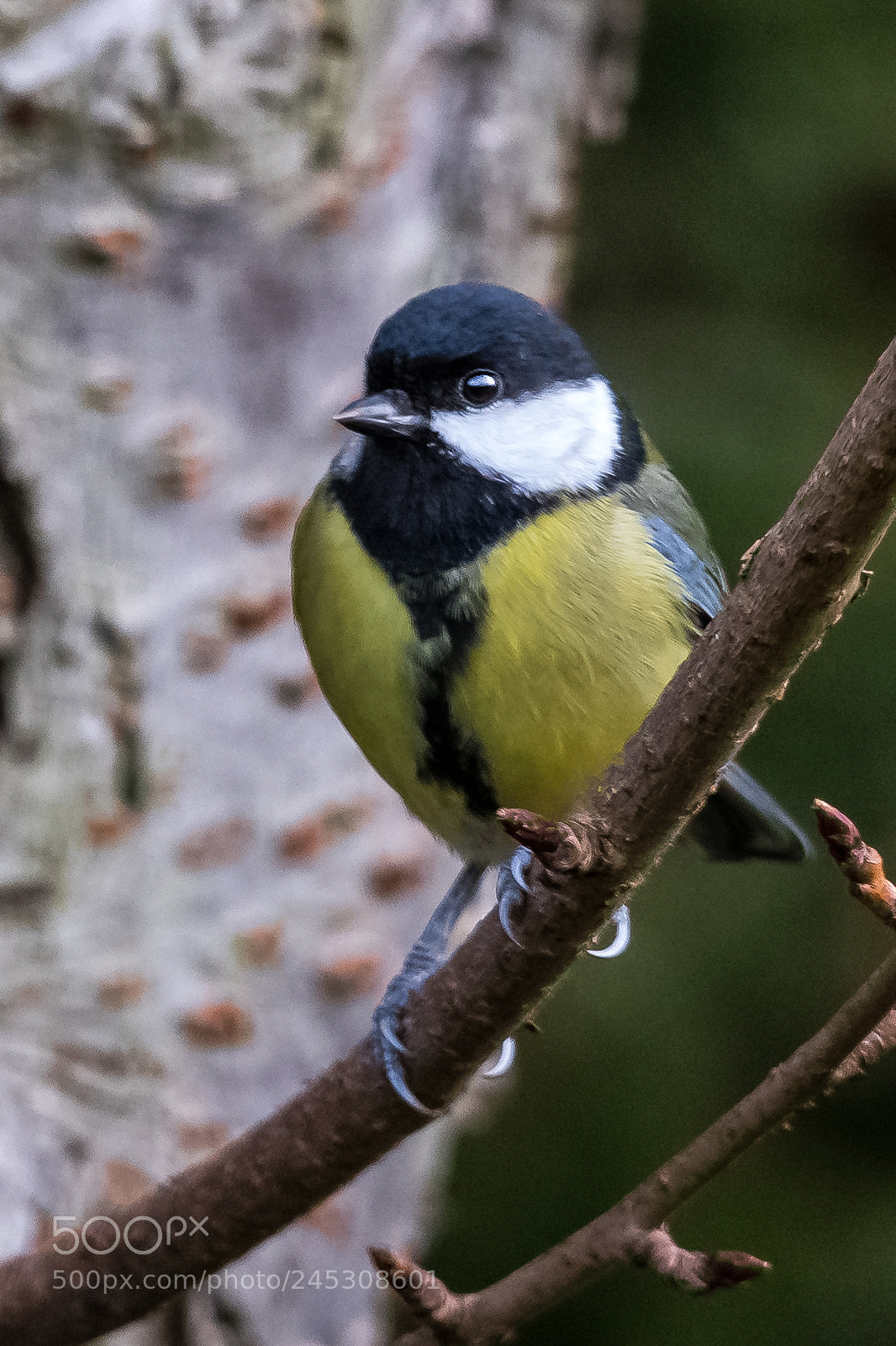 Nikon D850 sample photo. Great tit photography
