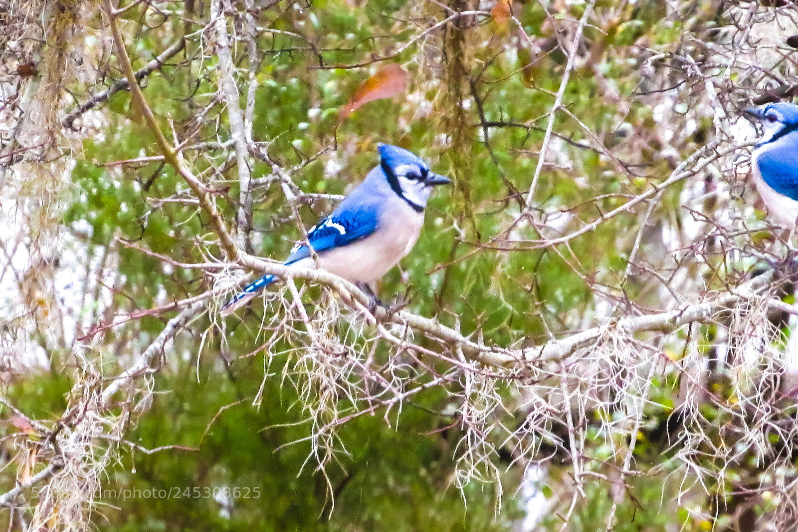 Canon PowerShot SX530 HS sample photo. Blue jay photography