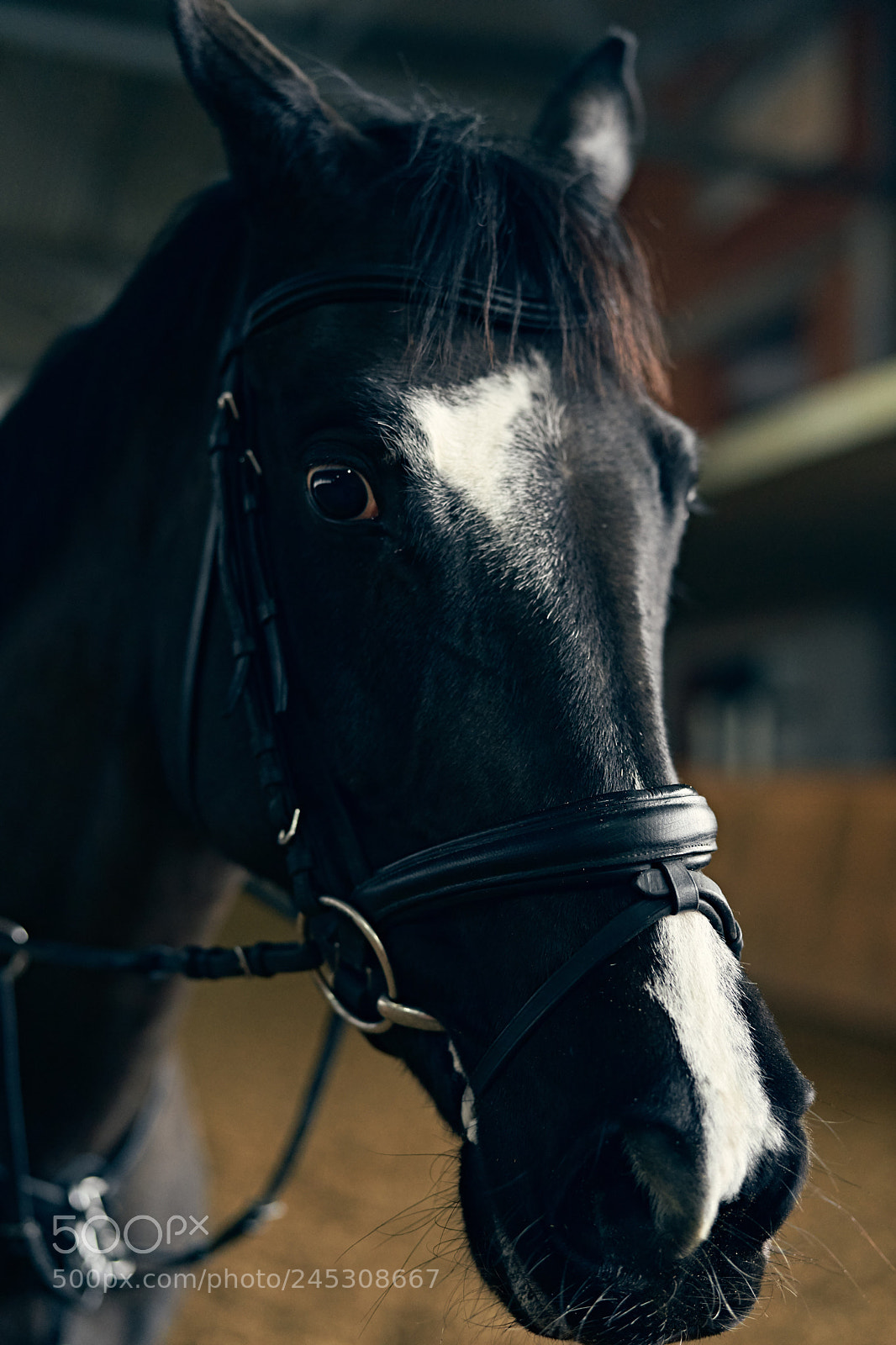 Sony a9 sample photo. Dark bay horse portrait photography