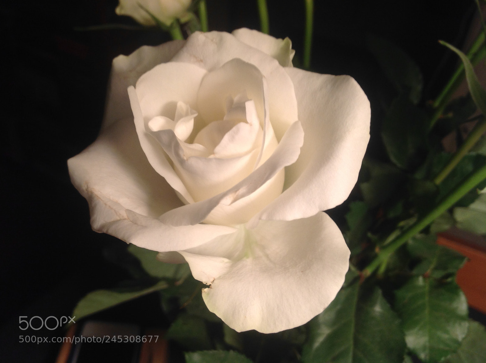 Apple iPad sample photo. White rose photography
