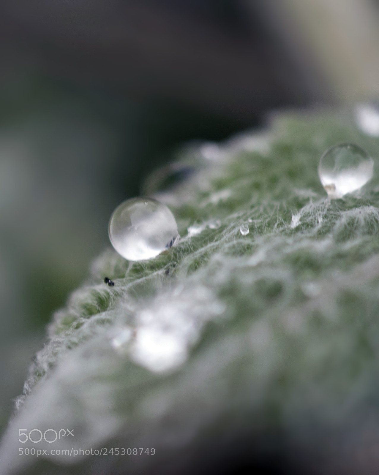 Nikon D3100 sample photo. Drop photography