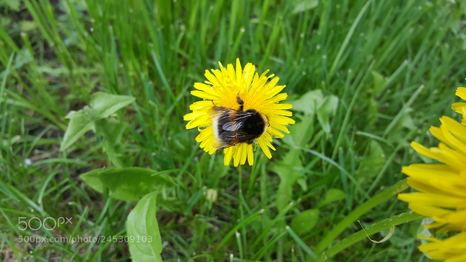 Samsung GALAXY S6 edge sample photo. Untitled photography