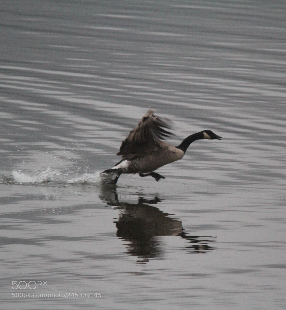 Canon EOS 1300D (EOS Rebel T6 / EOS Kiss X80) sample photo. Walking on water photography