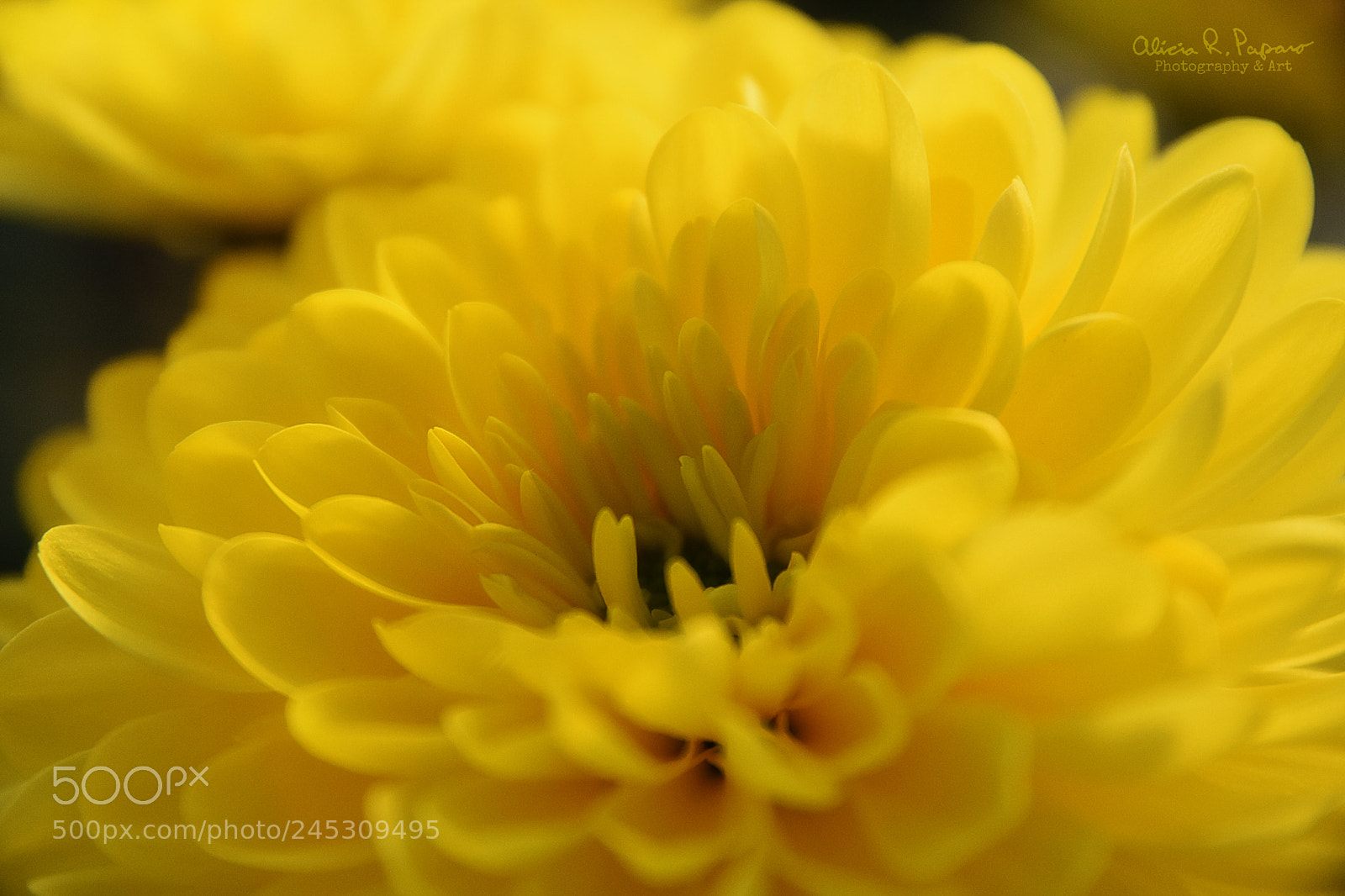 Nikon D7200 sample photo. Yellow chrysanthemum! photography
