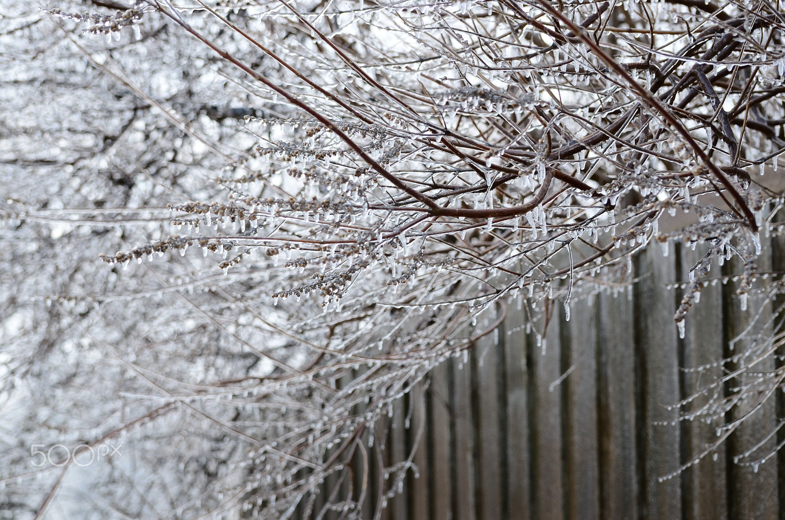 Nikon D7000 sample photo. Ice coated branches photography