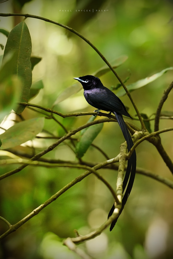 Nikon D750 + Sigma 150-600mm F5-6.3 DG OS HSM | S sample photo. Seychelles paradise flycatcher photography