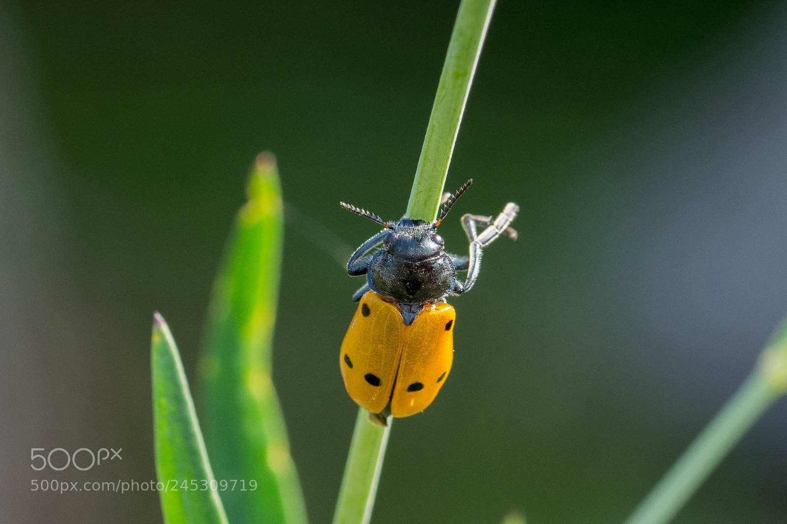 Nikon D7200 sample photo. Bug in green photography