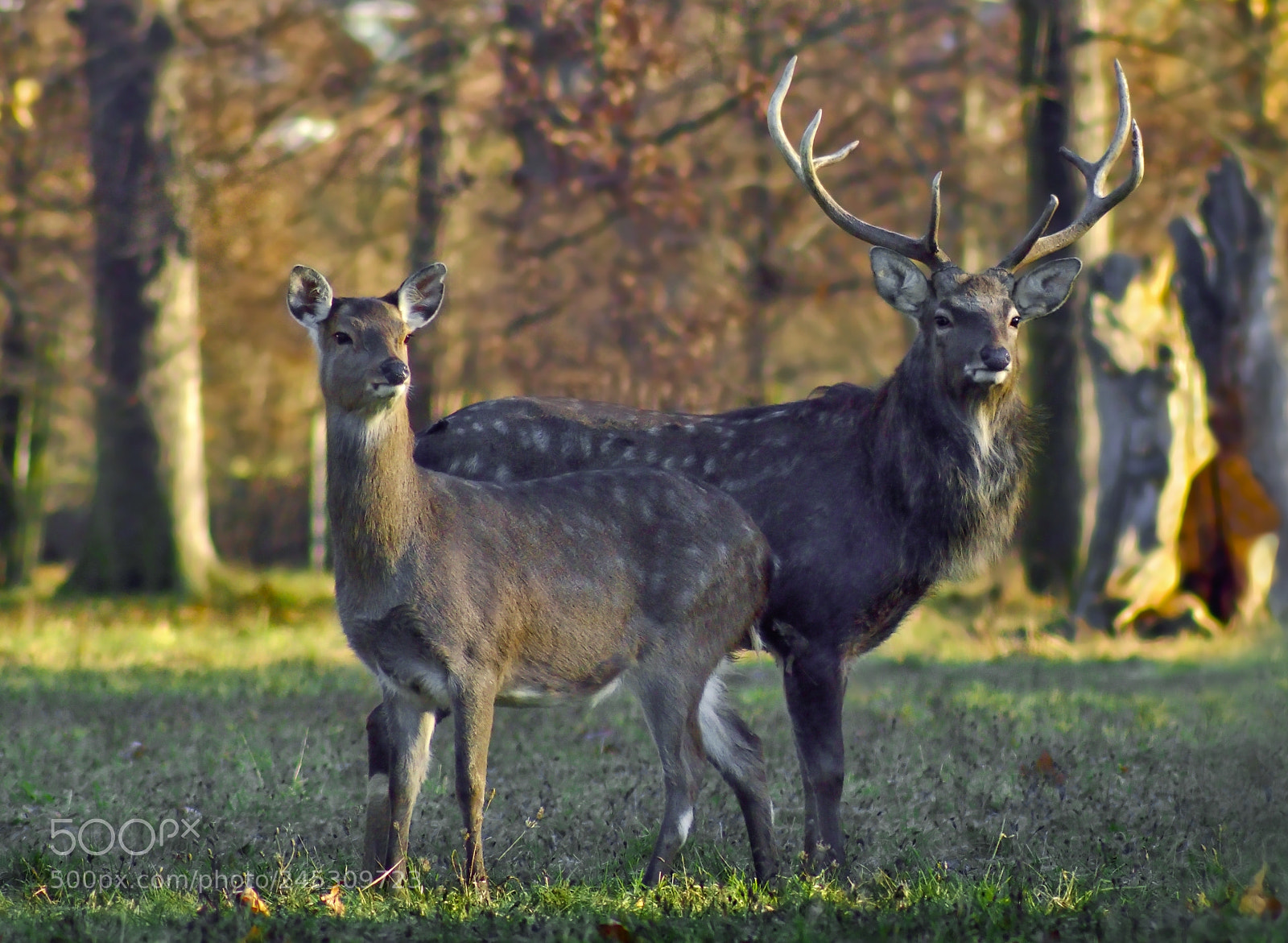 Nikon D3200 sample photo. Cervus nippon photography