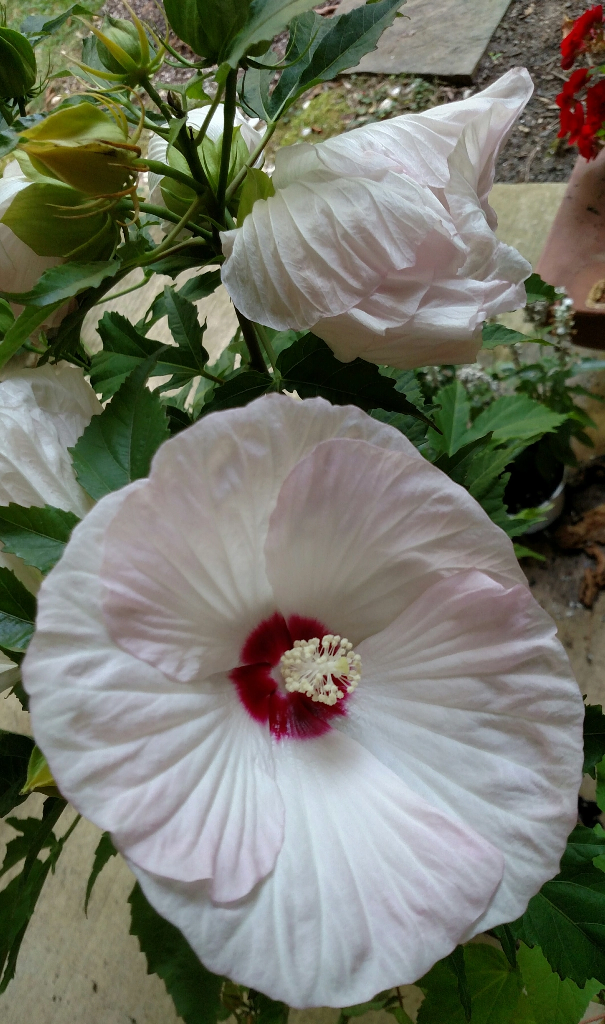 Motorola Droid Turbo sample photo. Untitled photography