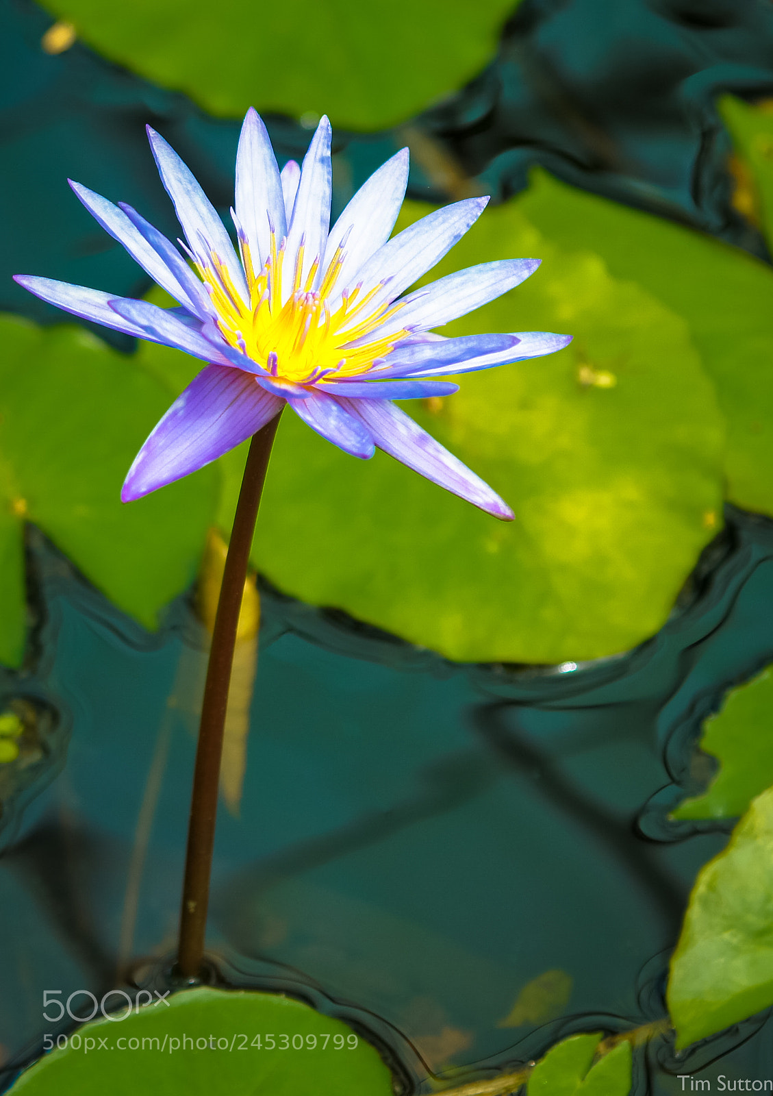 Sony SLT-A55 (SLT-A55V) sample photo. Water lily photography