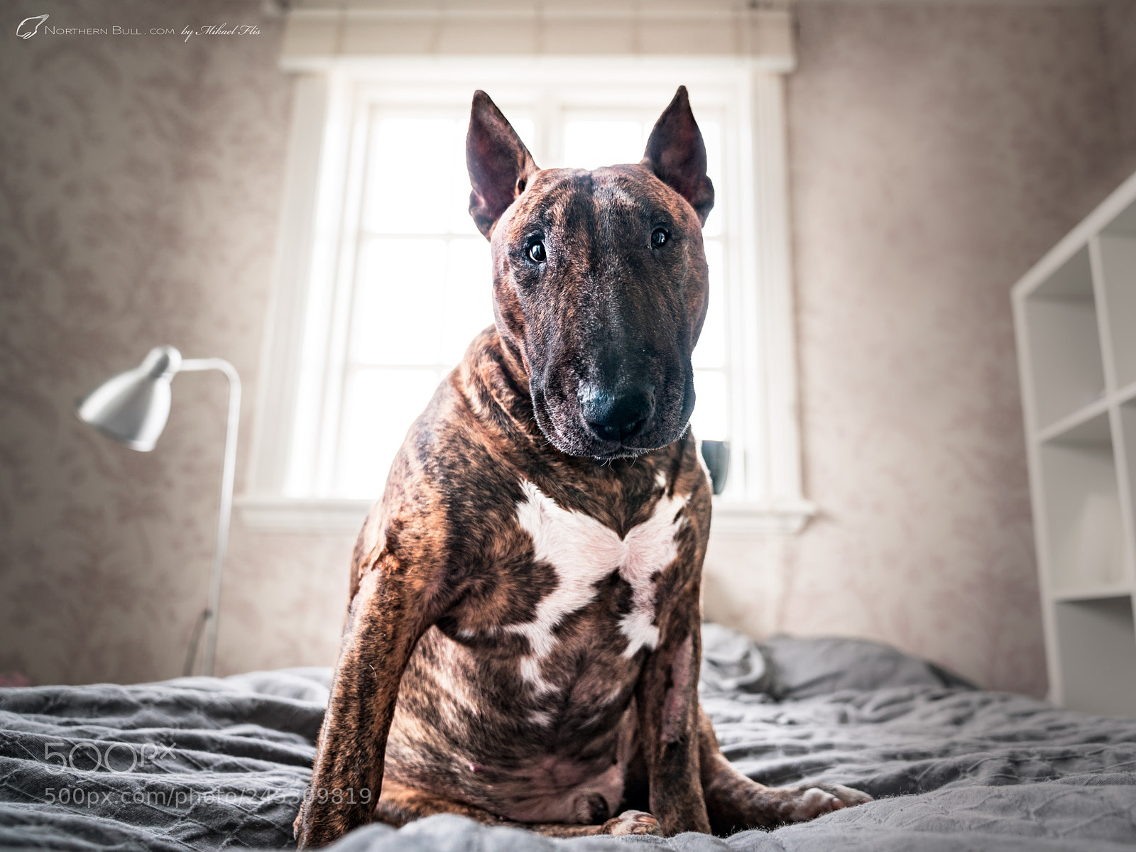 Sony a7R II sample photo. Want a hug? photography